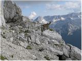 Sella Nevea - Špik nad Nosom / Foronon del Buinz